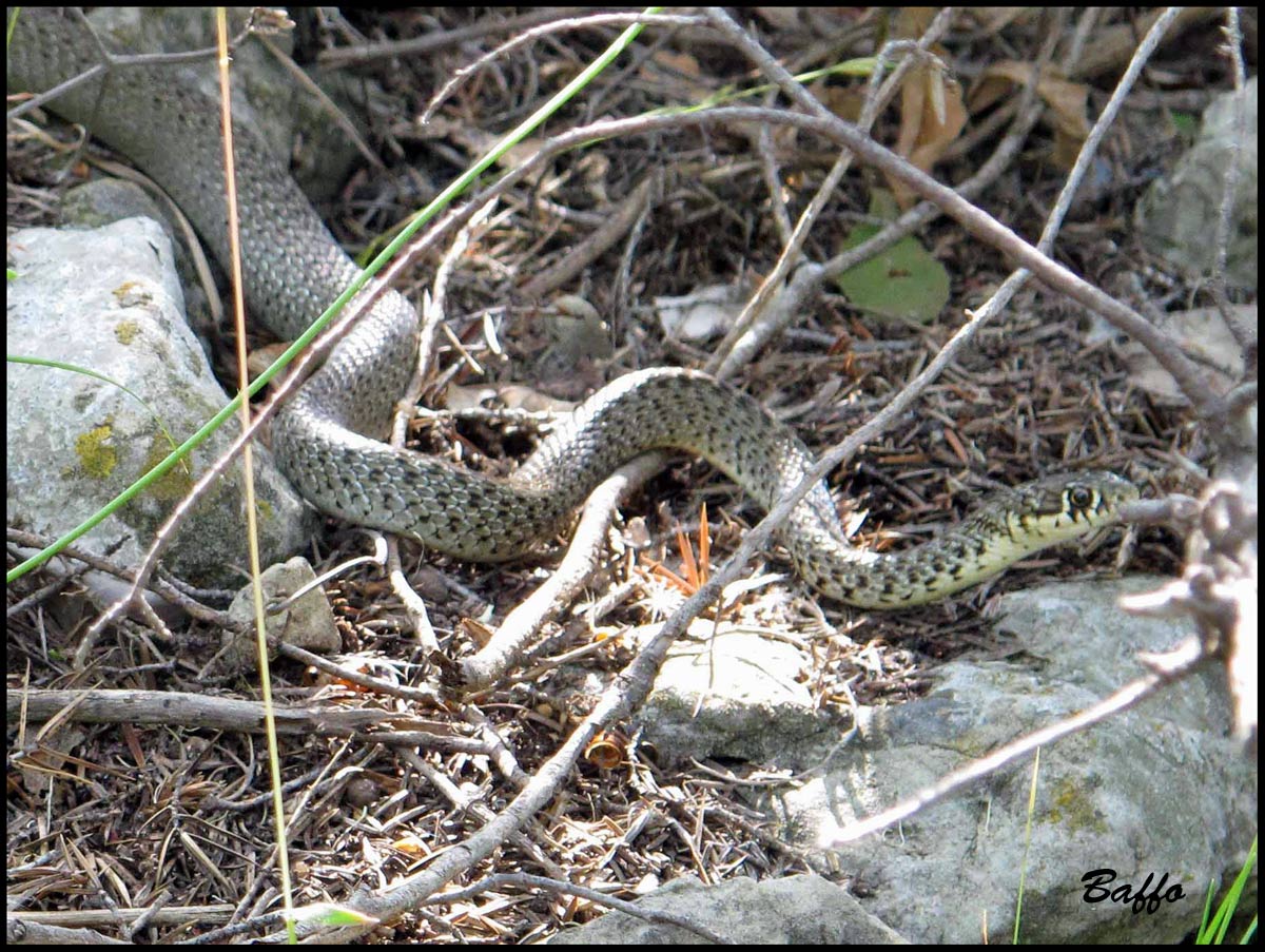 Cervone ?  No: Hierophis gemonensis